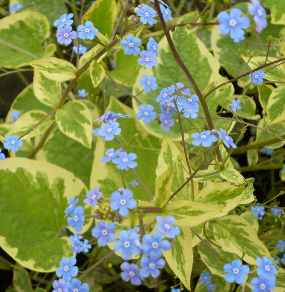 BRUNNERA MACROPHYLLA HADSPEN CREAM
